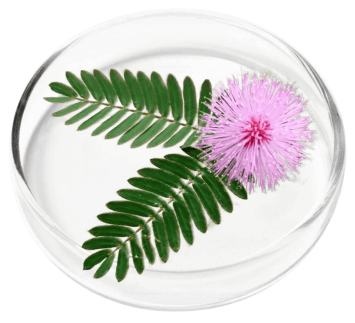 mimosa